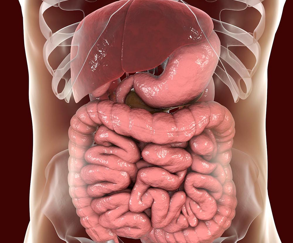 trebuh_trebusna_votlina_organi_bolecine